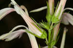 Cardinal flower